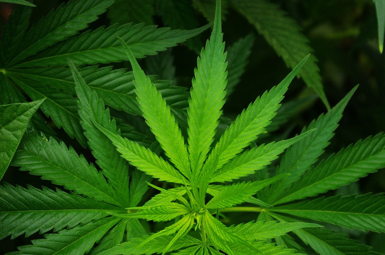 hemp leaves for making CBD oil